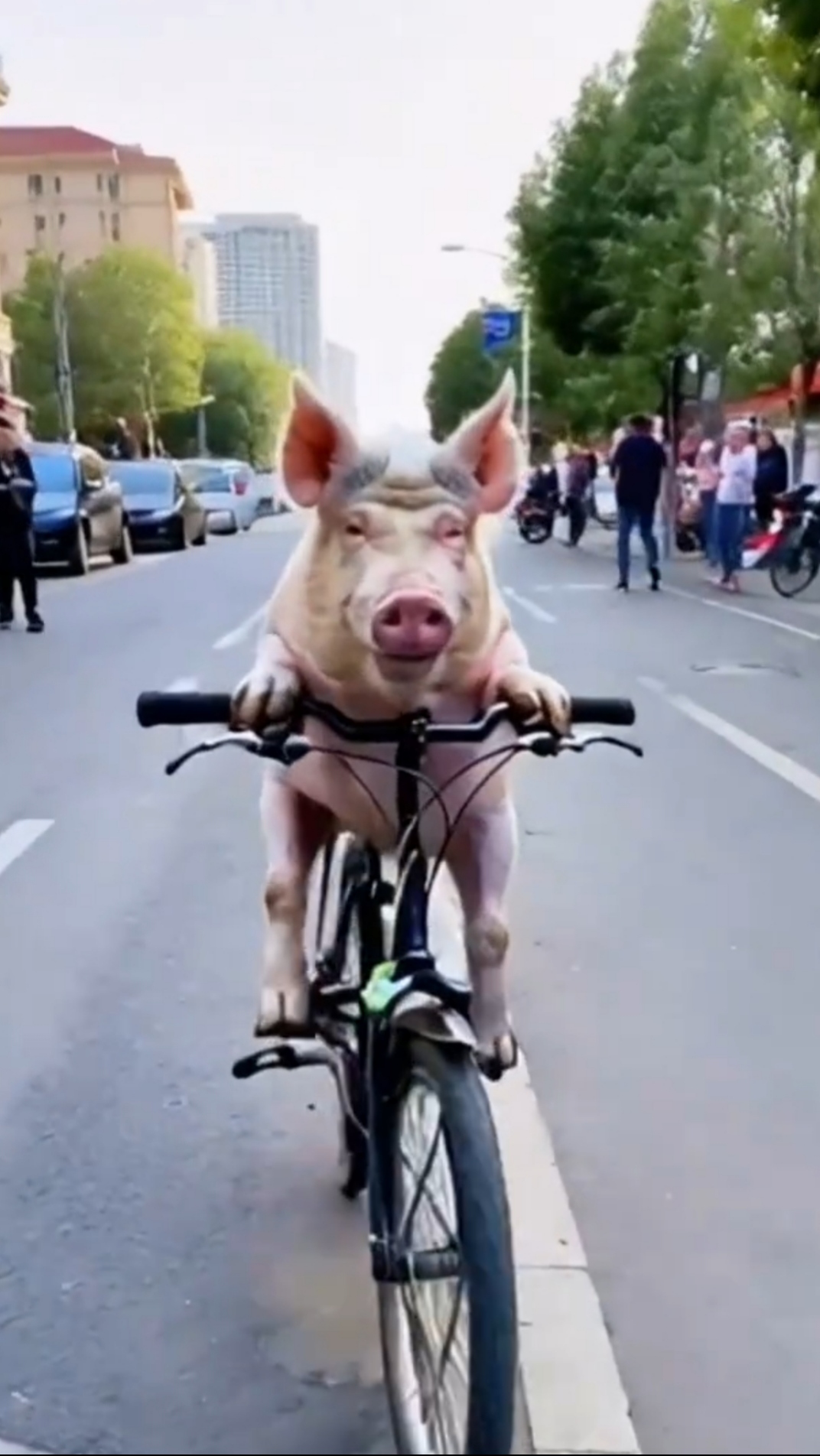 真是令人难以置信,竟然猪都会骑车,这简直就是一则奇闻!