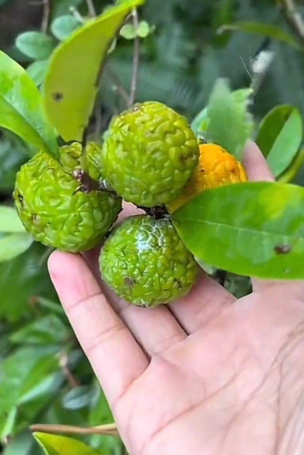 穿破石,又名山荔枝图片