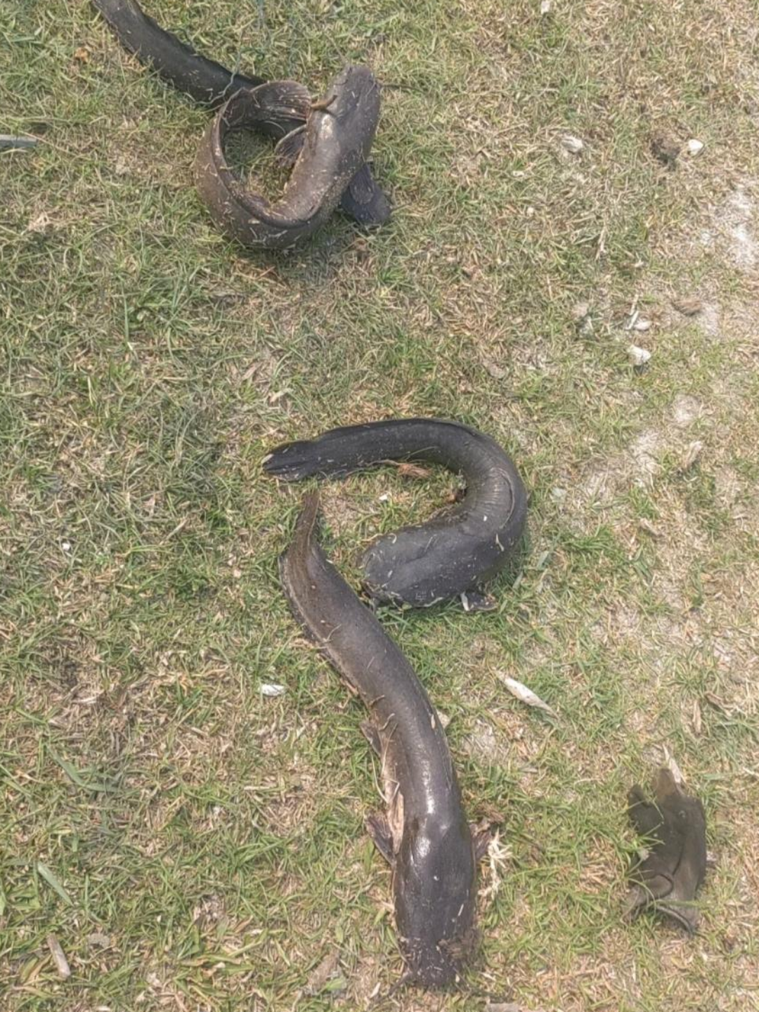 难道这就是传说中的"鱼坚强"吗?它是不是有什么秘密武器啊?