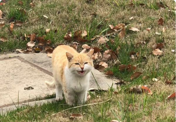 它看到我居然不跑,看到的是一双求助的眼神!可我一瞧,它那腿咋怪怪的?