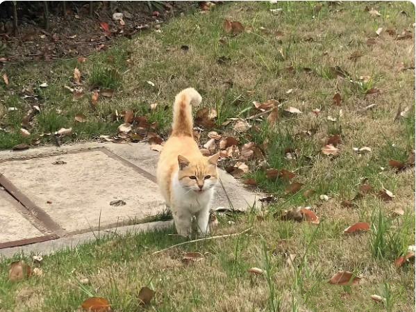 它看到我居然不跑,看到的是一双求助的眼神!可我一瞧,它那腿咋怪怪的?