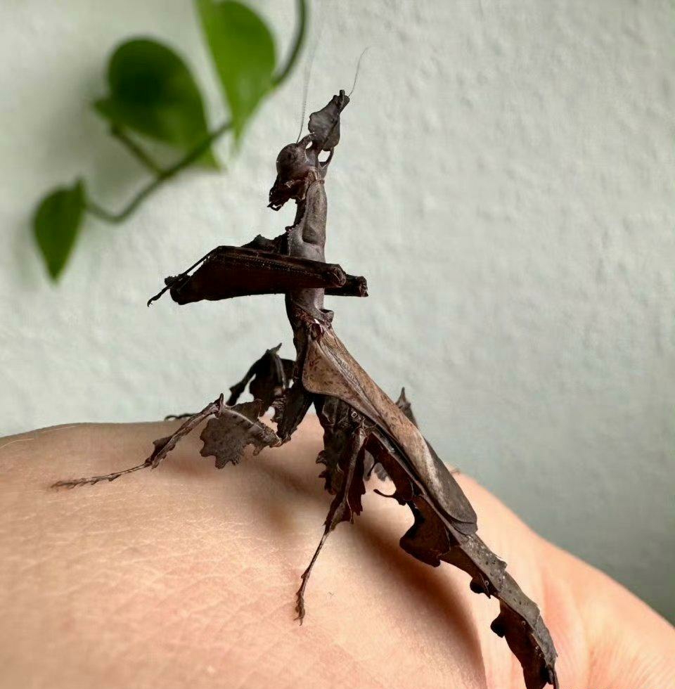 雌性幽灵螳螂居然好似一片烂树叶!莫不是它想参加树叶模仿秀?