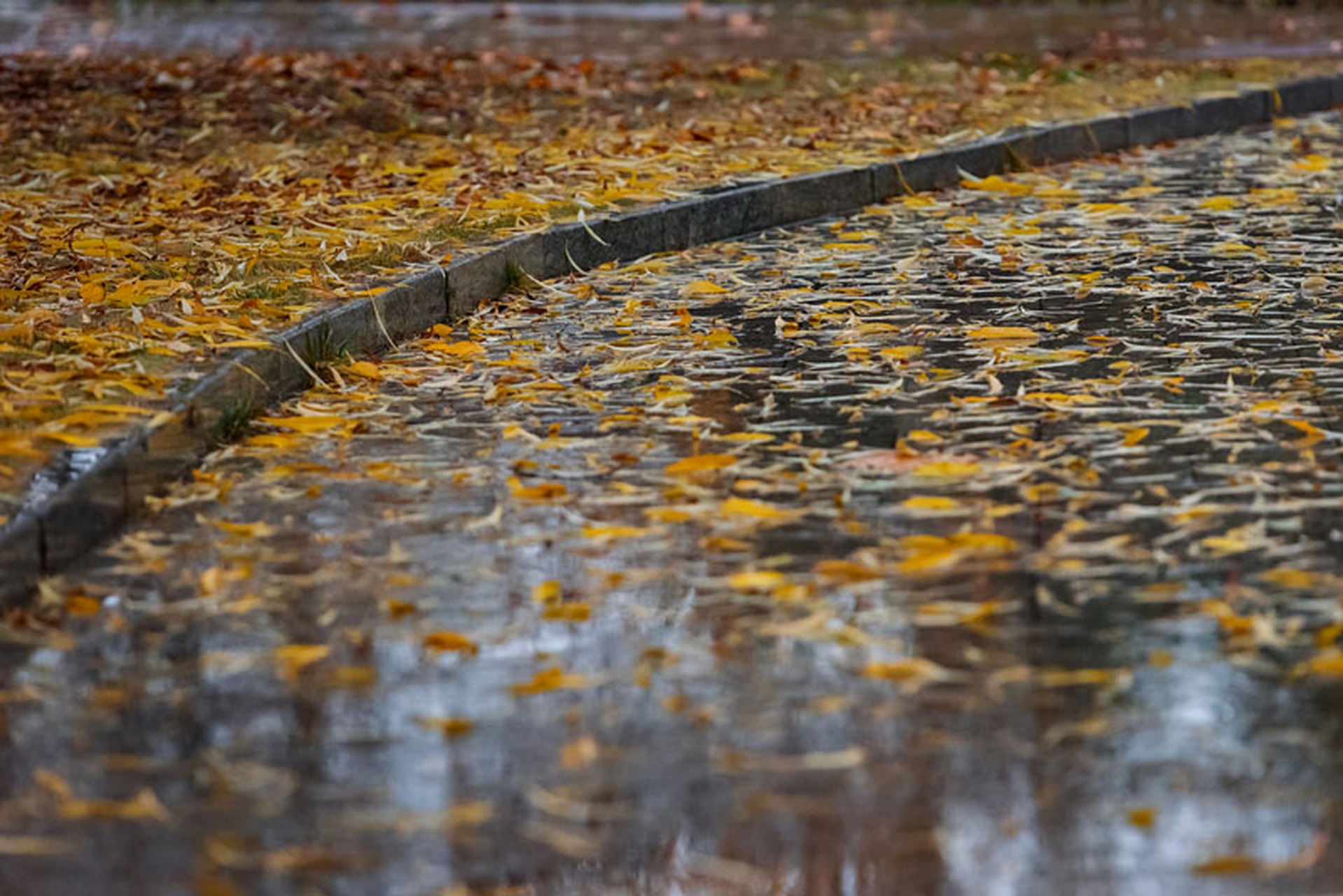 【七言律诗】秋雨怨     文/叶叶新 开樽醉吐雨连宵,秋暮愁看落叶飘.