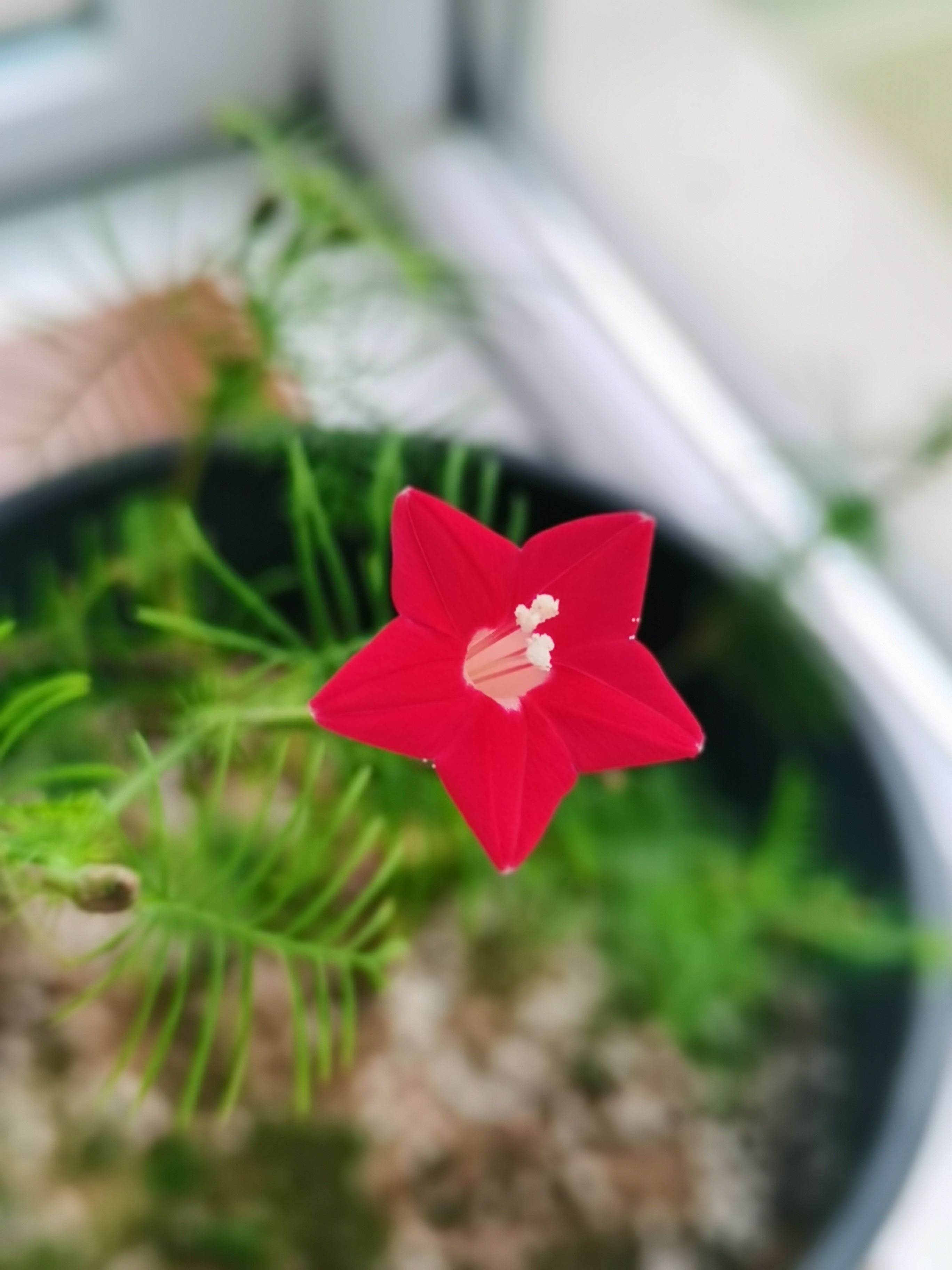 2023秋 我家自种的"五角星花",真名羽叶茑萝,红艳的超级美!