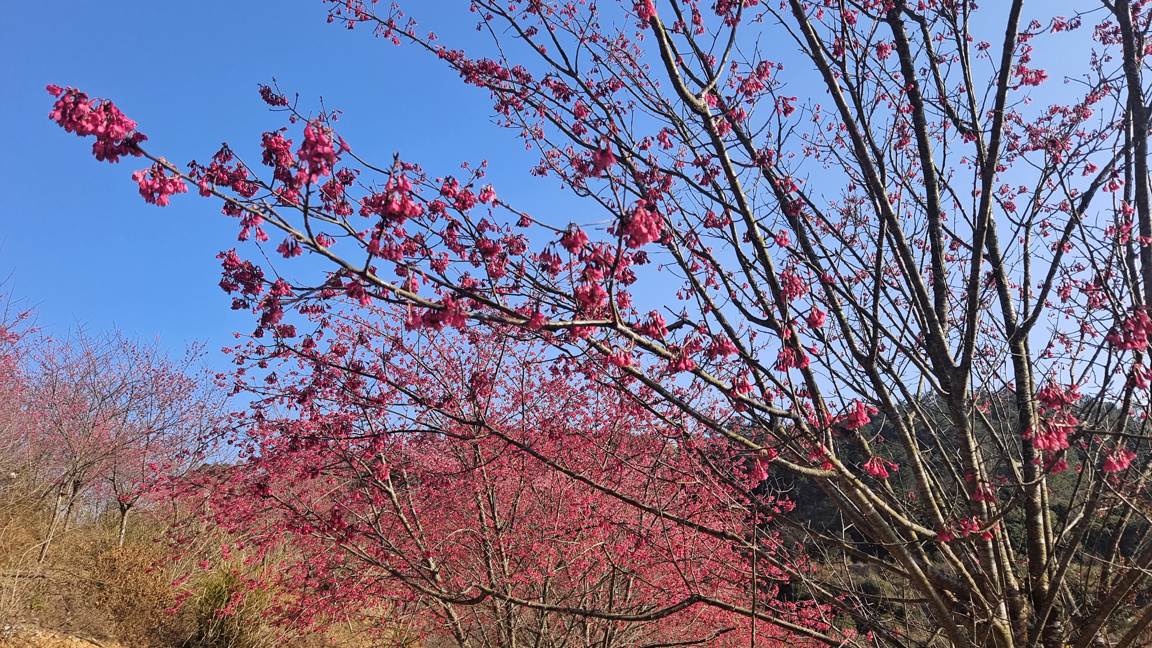 樱花开了,福州鼓岭满山遍野开满了红红火火恍恍惚惚的花,吸引很多人前