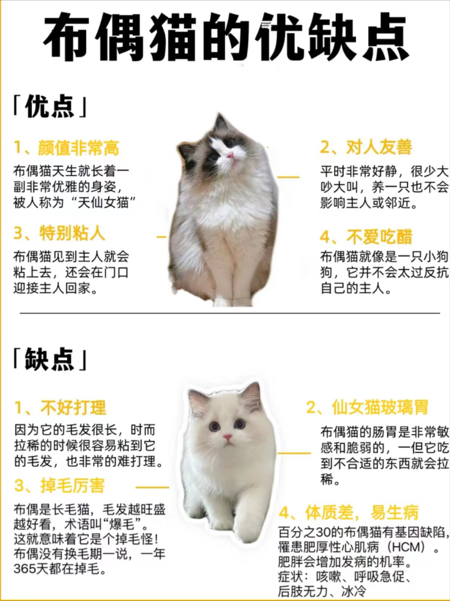 布偶猫寿命图片