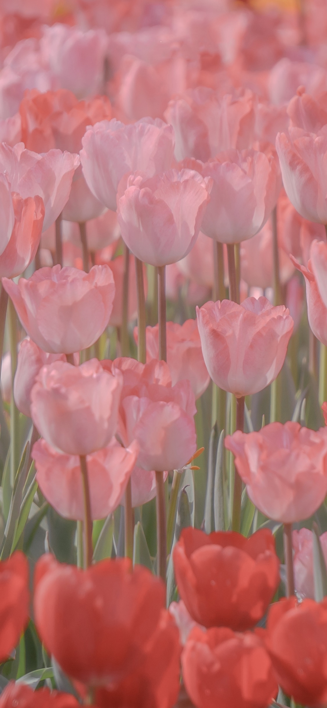 郁金香花田手机壁纸图片