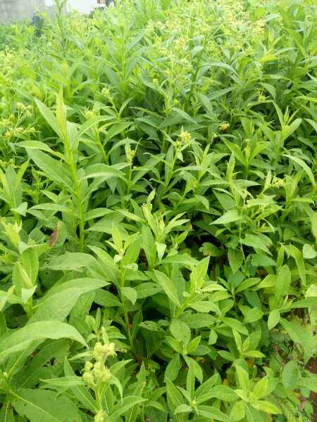 广大朋友们还有高论吗?