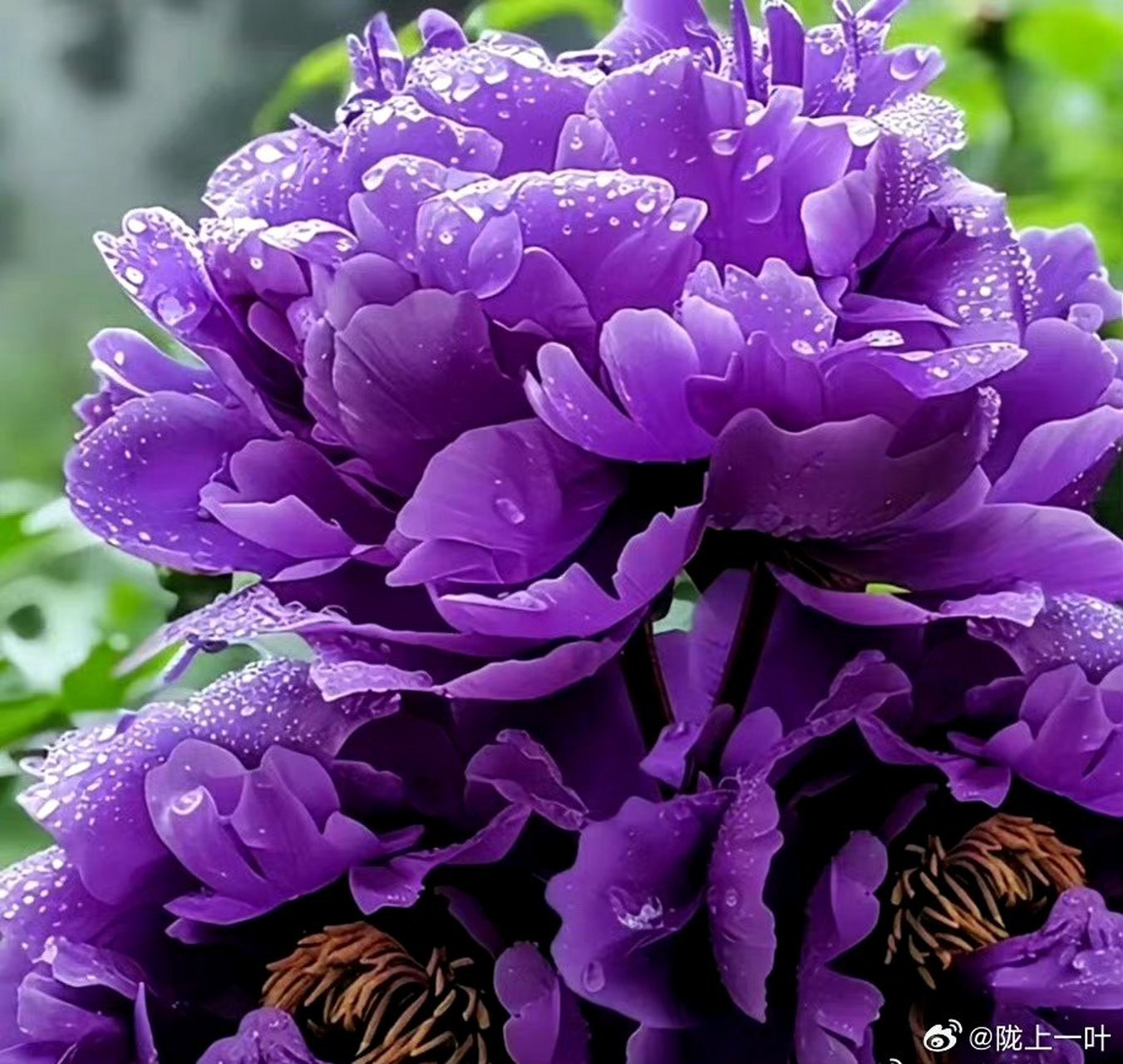 90紫色牡丹花,美得让人窒息!
