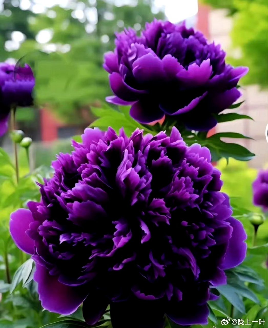 90紫色牡丹花,美得让人窒息!