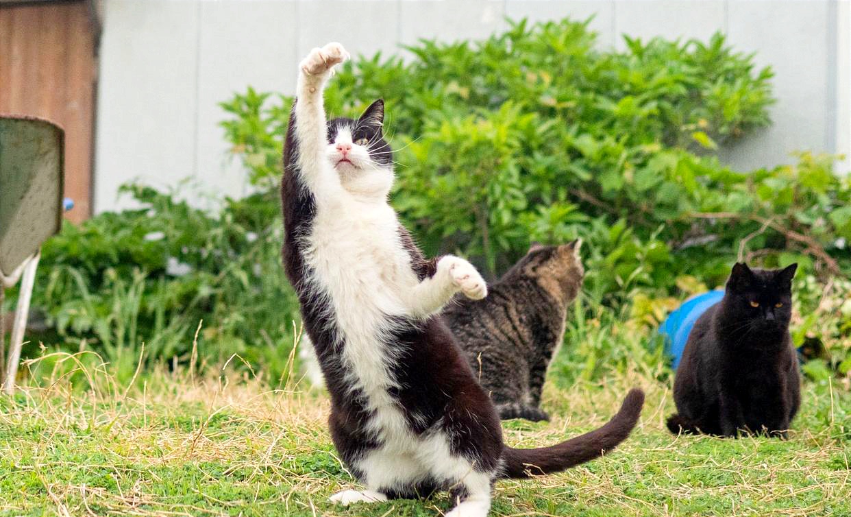 一只猫咪竟身怀功夫,它矫健的身姿在光影中穿梭,招式凌厉.