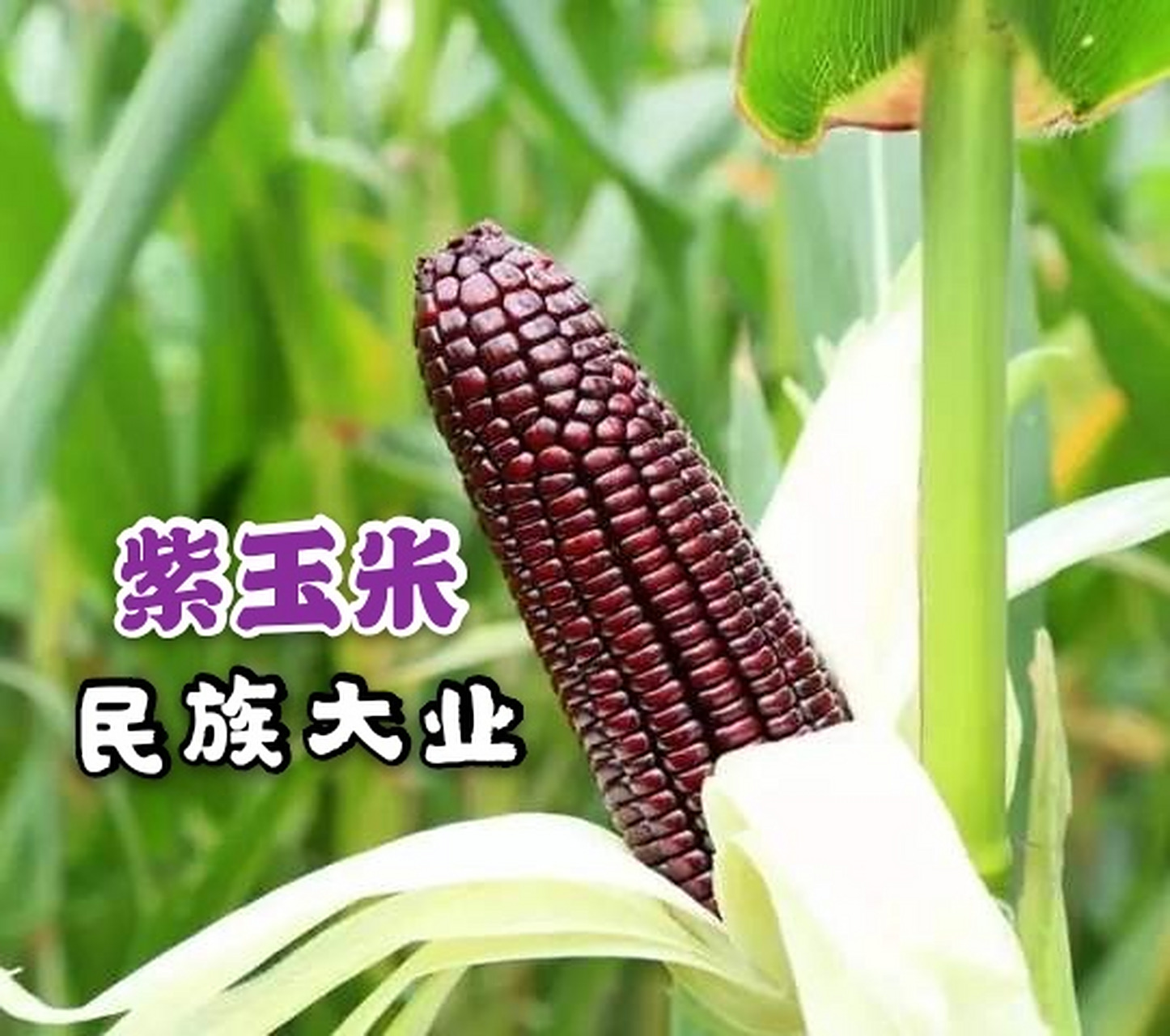 紫玉米是杂交的产物,杂交是指不同特性的个体进