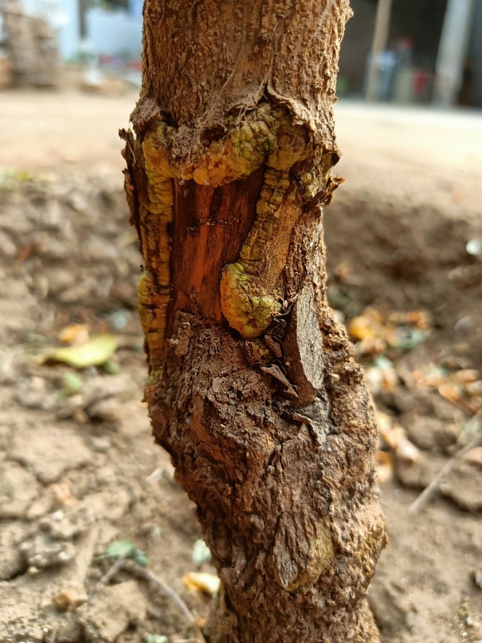 求大神指点这是石榴树是什么病,怎么治