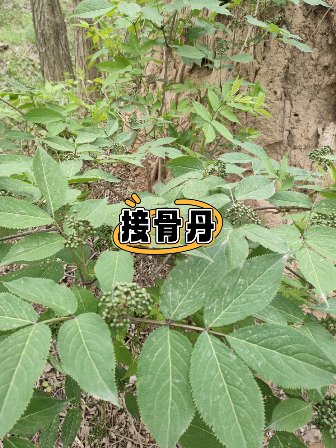 接骨丹配方图片