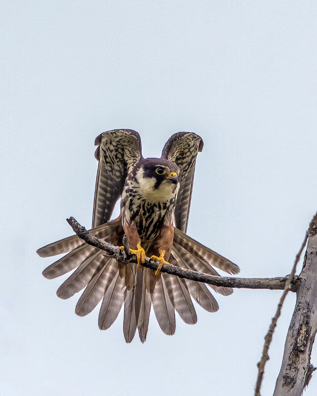 燕隼,威武霸气,堪比微型座山雕