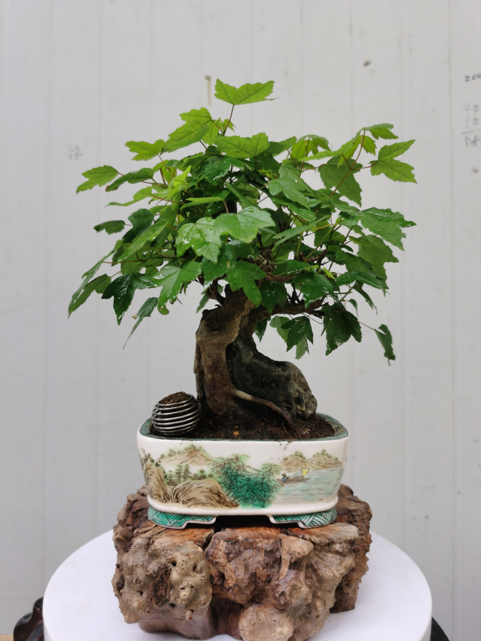 一手托附石唐枫#养花种菜小分队