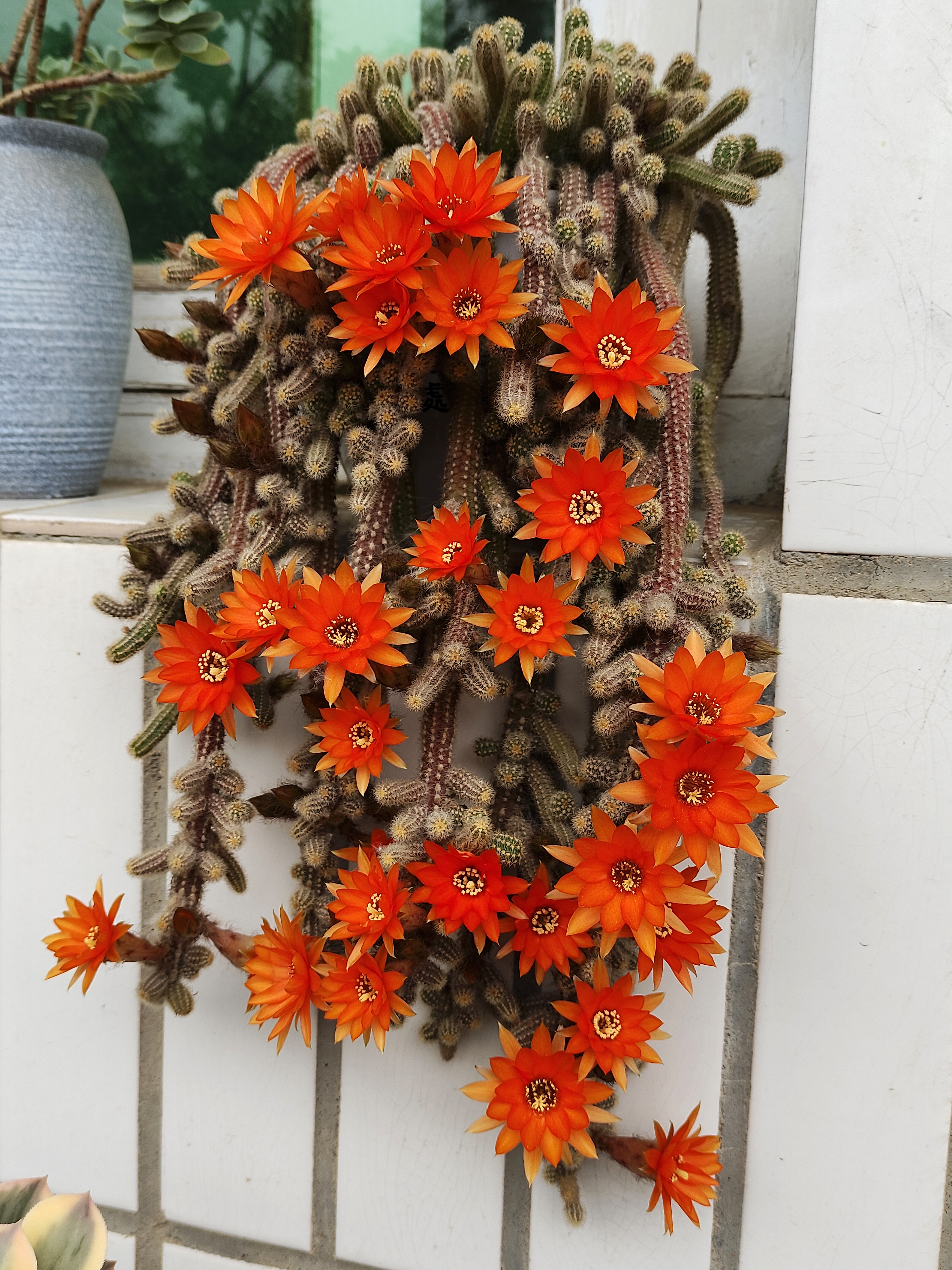 仙人指开花了,太漂亮了