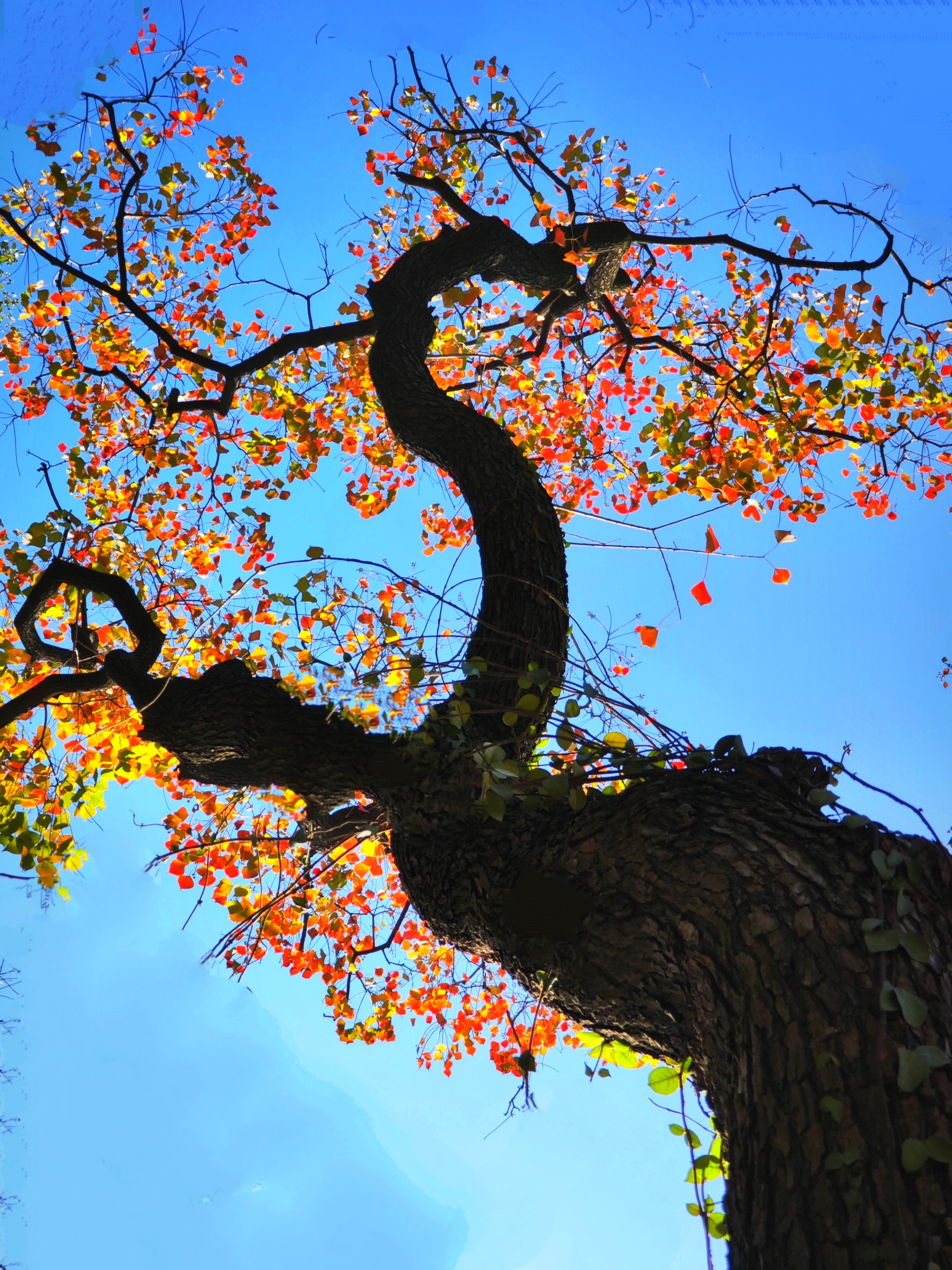 冬天的第一张照片# 一个人的天空.寒潮过后的乌桕树.走走看看