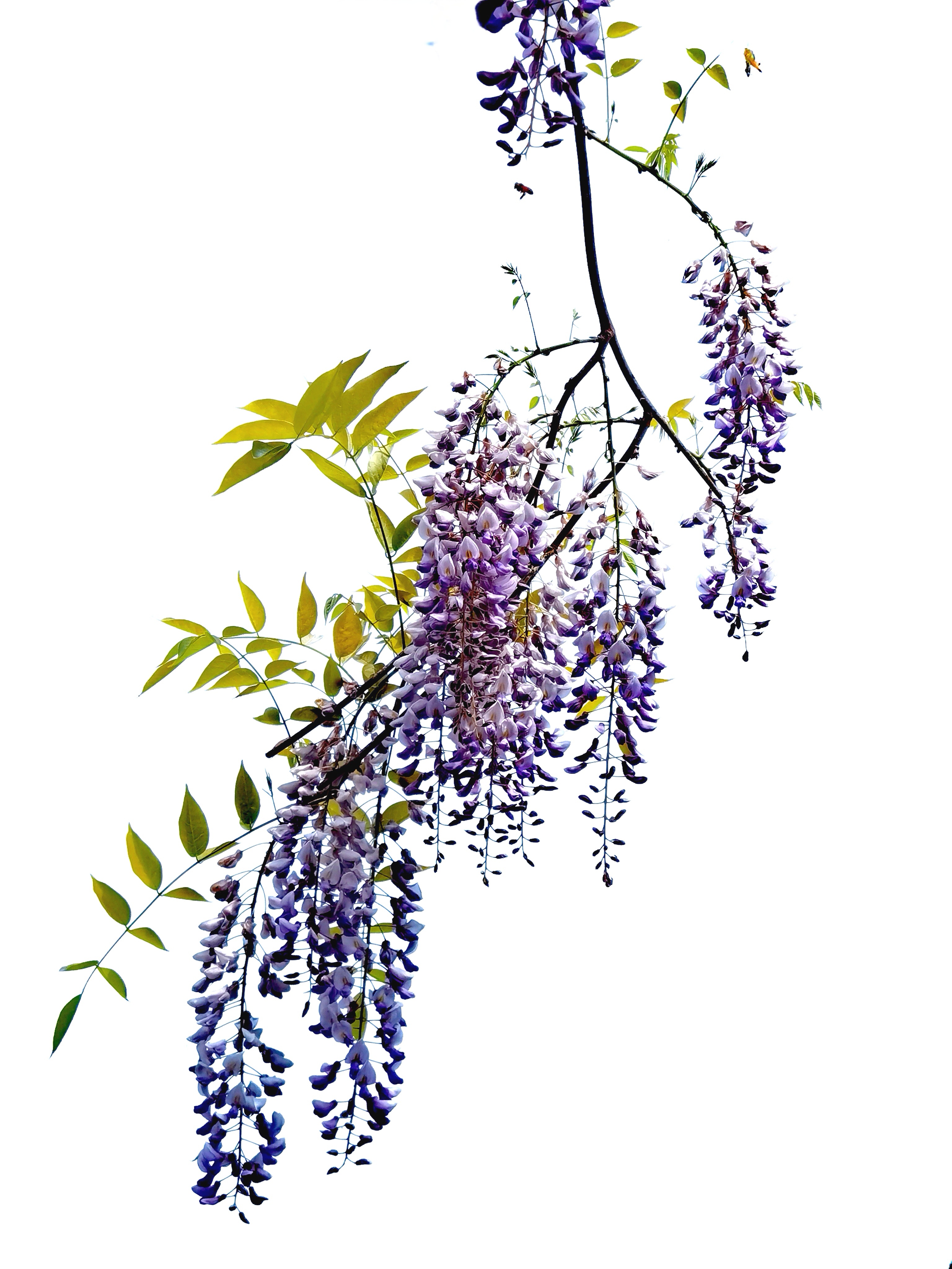 恣意伸展.茅山百米紫藤花长廊