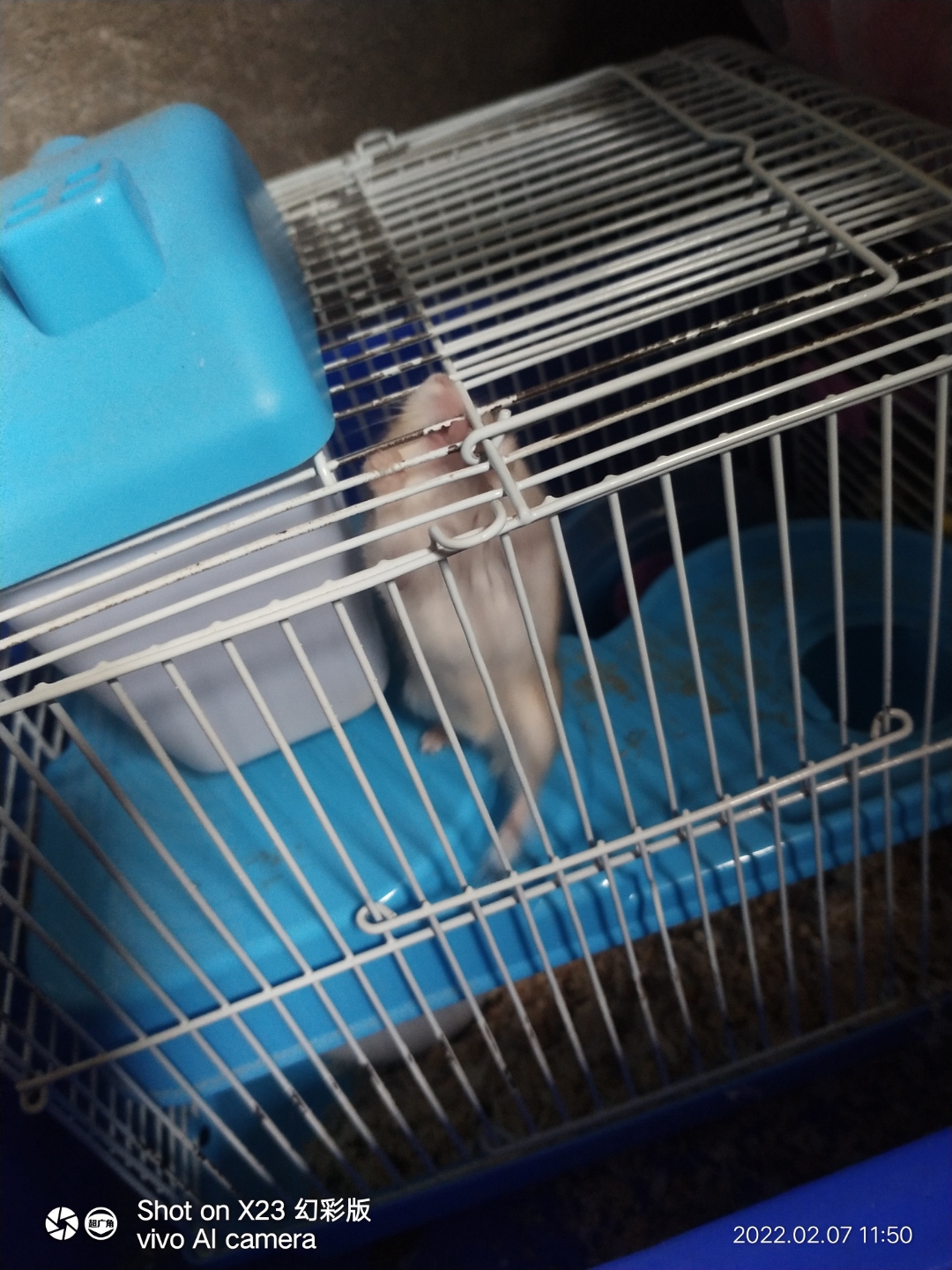 这就是杀了我苍鼠的凶手——金丝熊