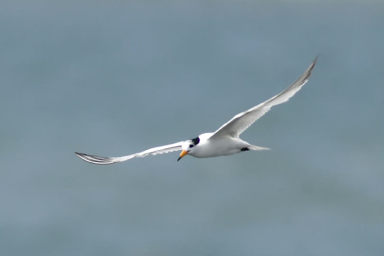 【黑嘴端凤头燕鸥提前飞抵青岛】近日,数只极危鸟类黑嘴端凤头燕鸥