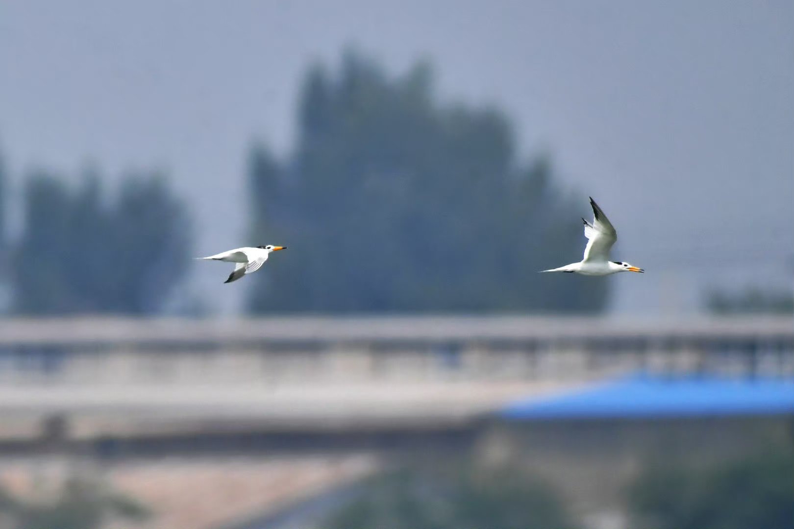 【黑嘴端凤头燕鸥提前飞抵青岛】近日,数只极危鸟类黑嘴端凤头燕鸥