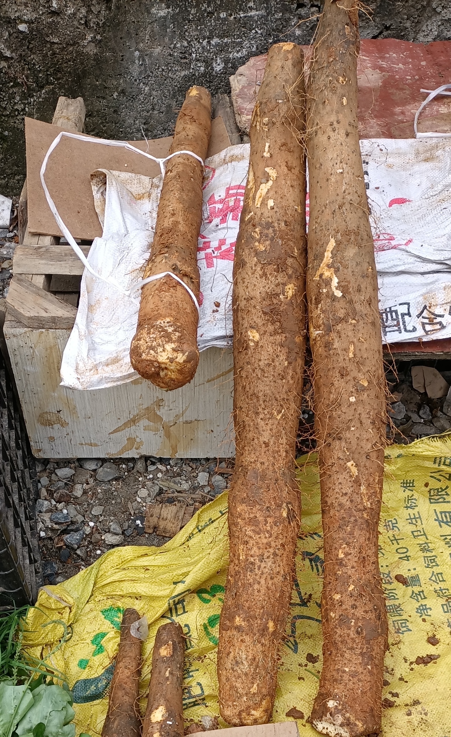 双十一嗨购指南# 广西野生山药,粗壮营养,药食同源,调养脾胃,养肝益