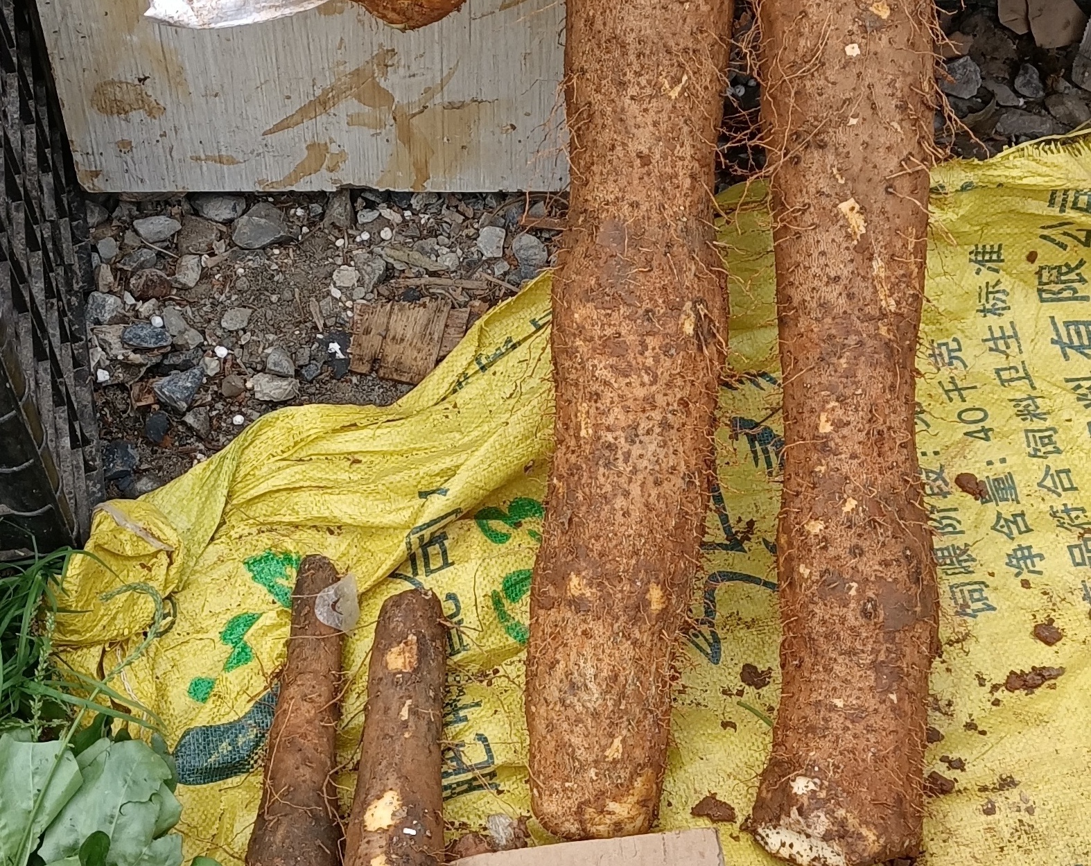 双十一嗨购指南#广西野生山药,粗壮营养,补脾养胃,补肾祛湿,药食驮创