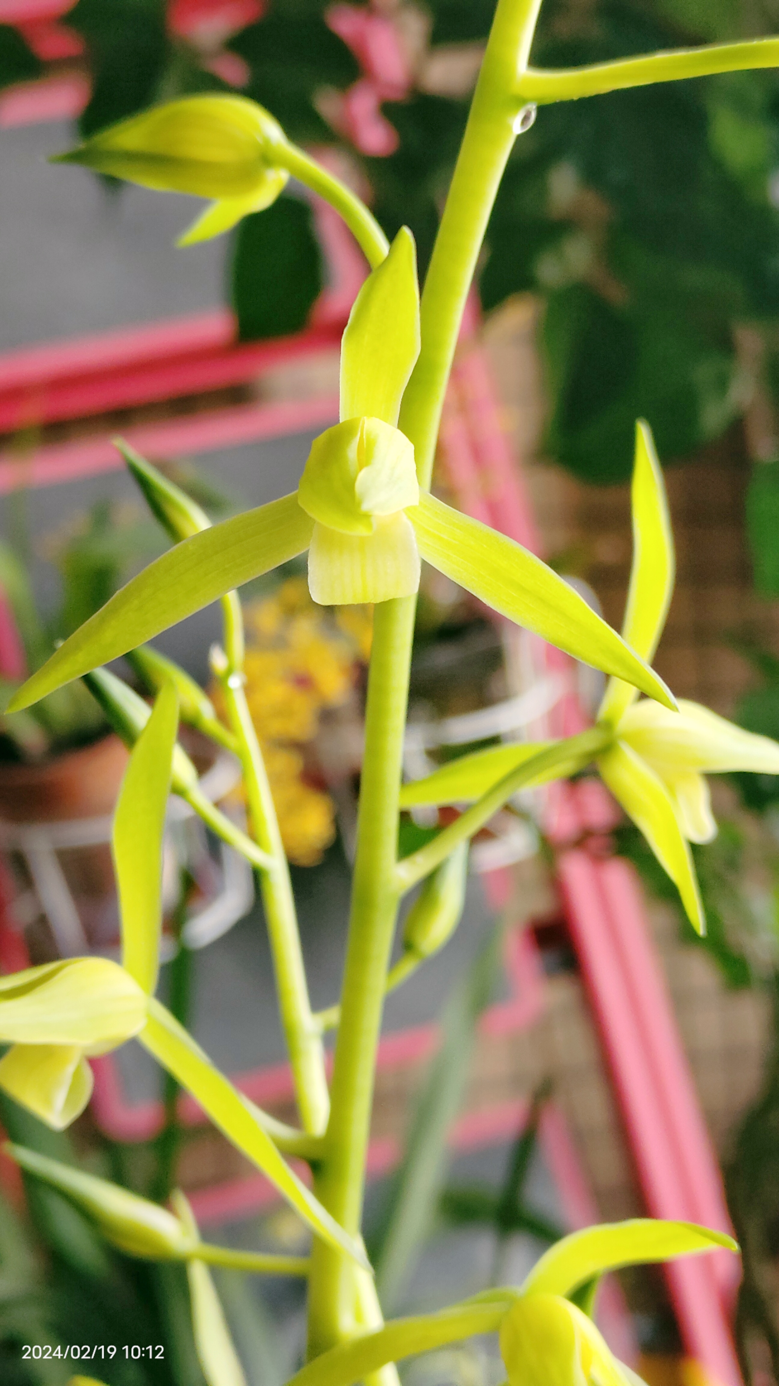 白墨,是墨兰的一种,因在春节前后开花,所以叫报岁墨.