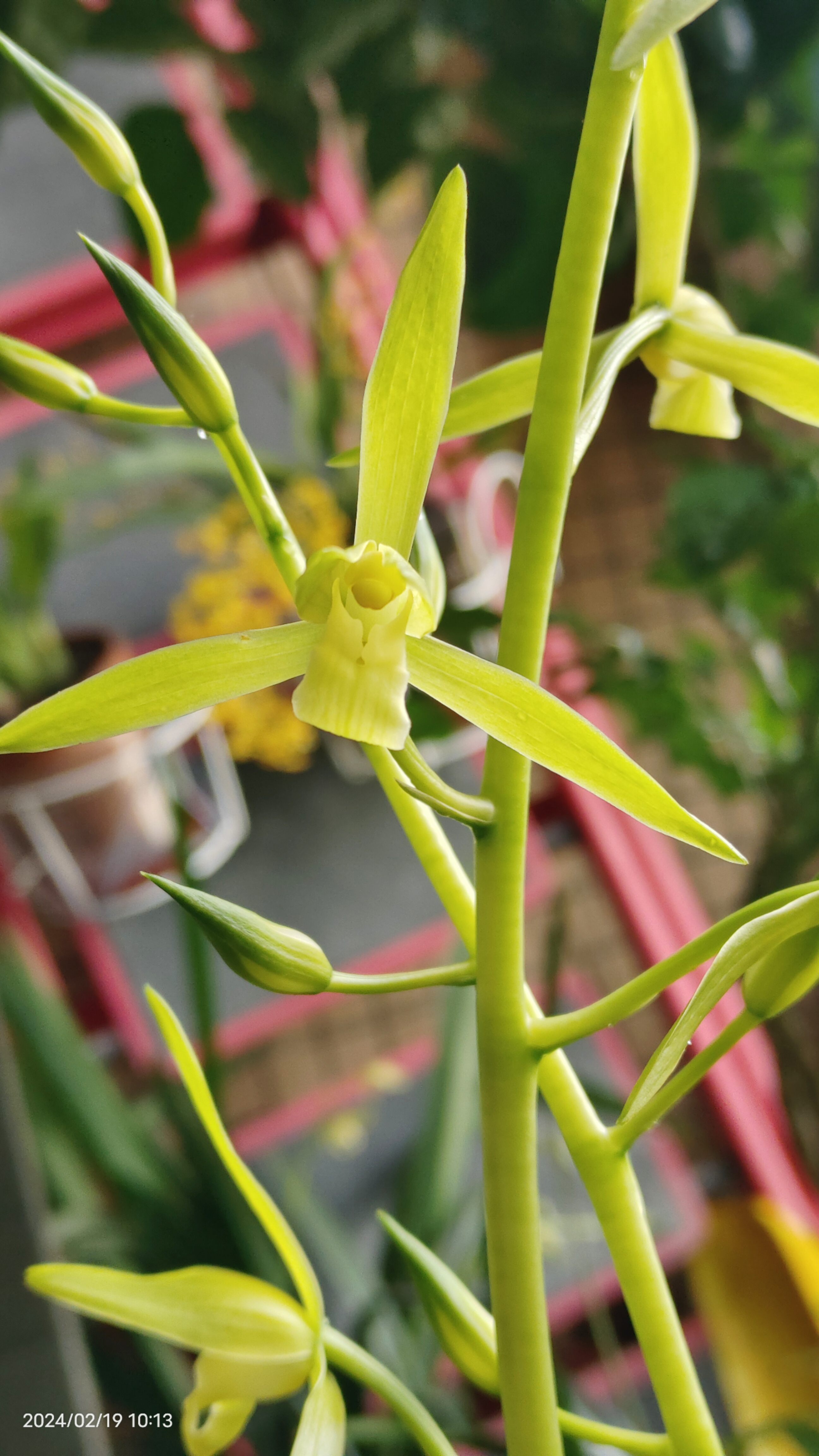 白墨,是墨兰的一种,因在春节前后开花,所以叫报岁墨.