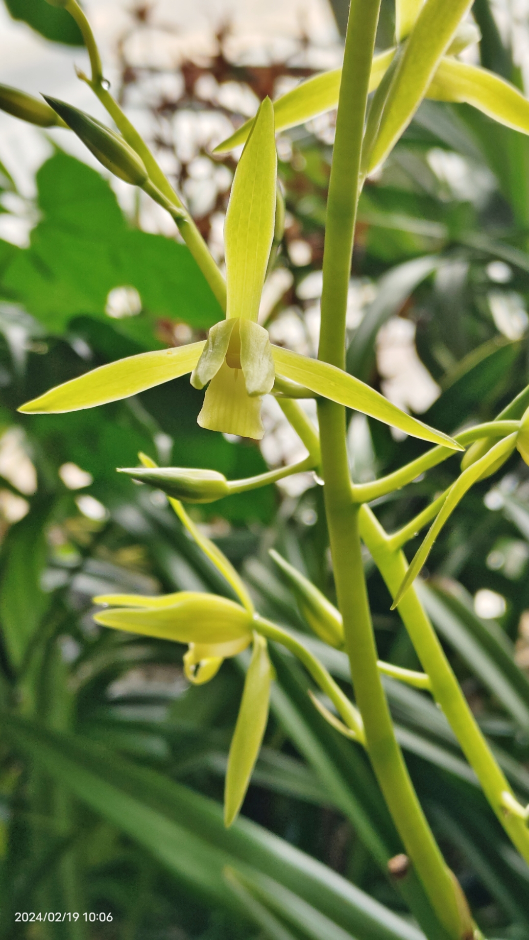 白墨,是墨兰的一种,因在春节前后开花,所以叫报岁墨.