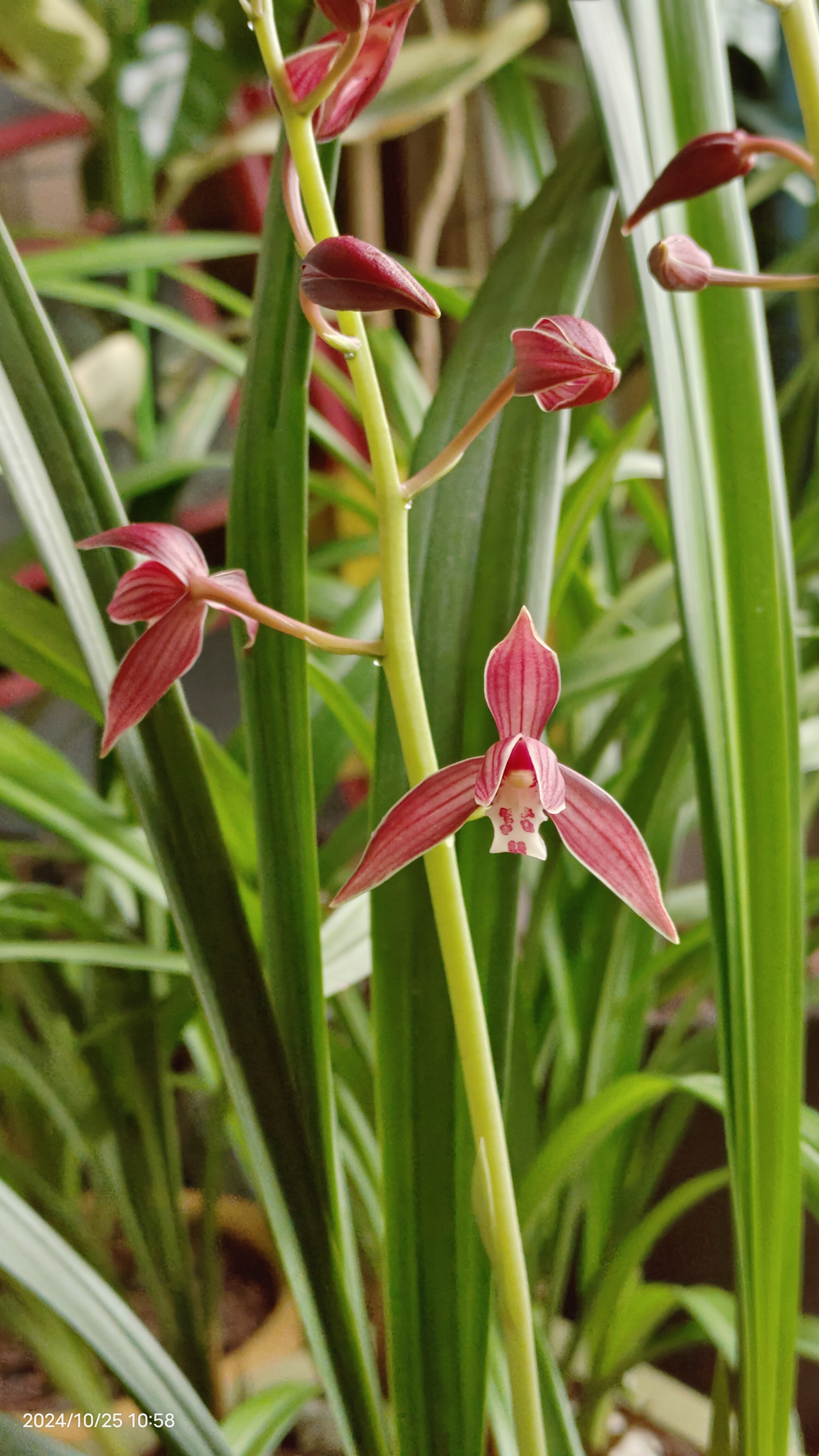 秋榜喜洋洋,初开,喜庆,美丽,幽幽兰花香,淡淡君子心