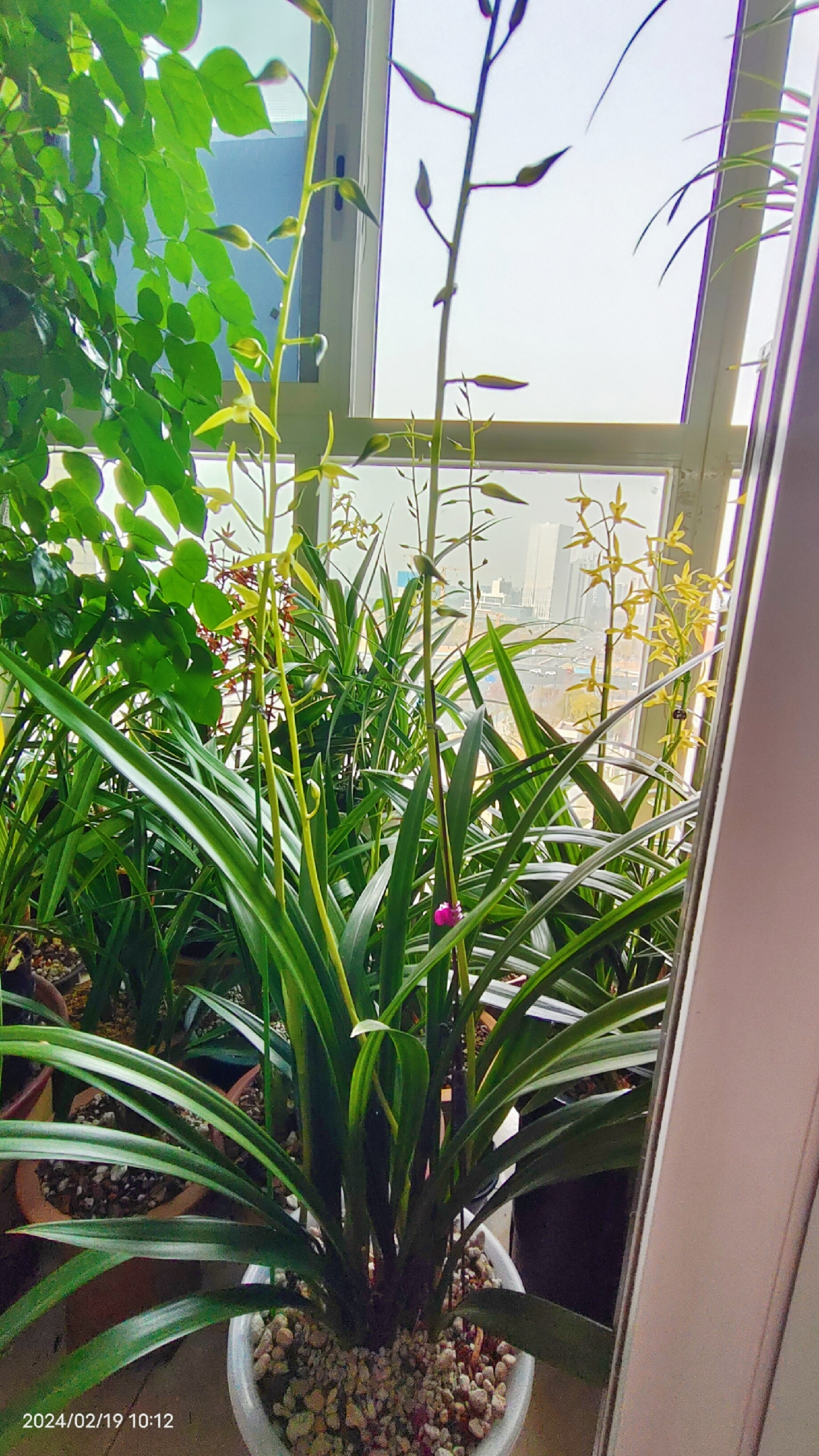 白墨,是墨兰的一种,因在春节前后开花,所以叫报岁墨.