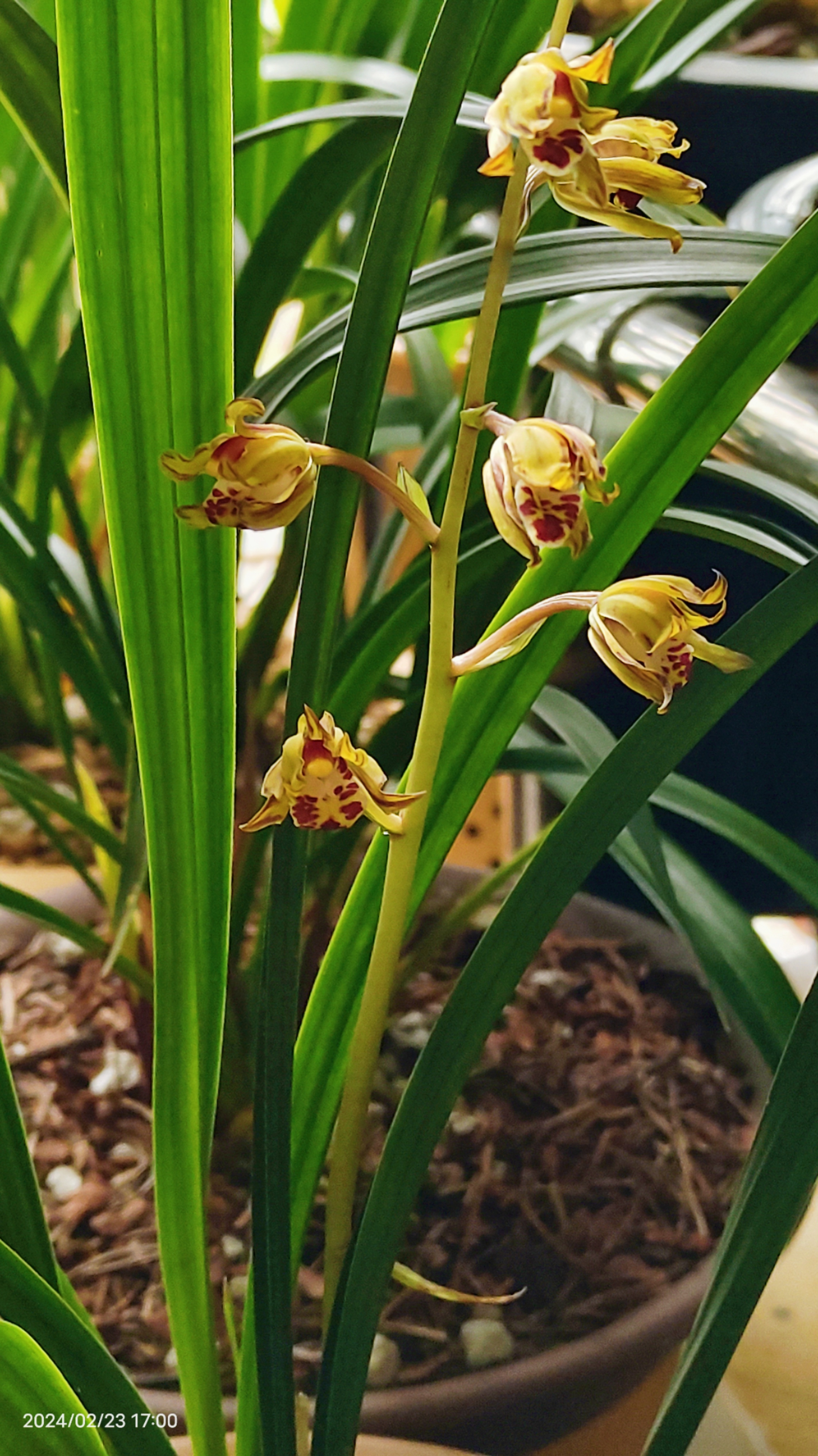 99兰花:墨兰金鸟,美到心里的.@明月清风云禅的动态