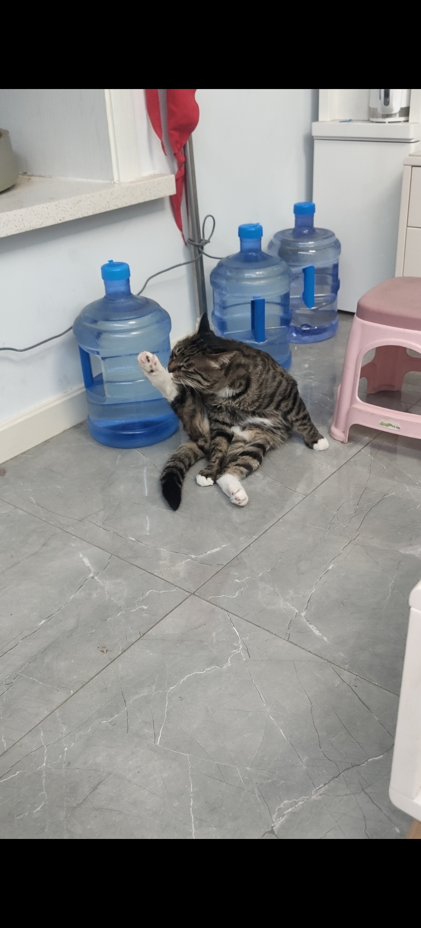 穿着白袜子的小脚脚,想伸多高就伸多高[亲吻]#狸花猫# #家有萌宠