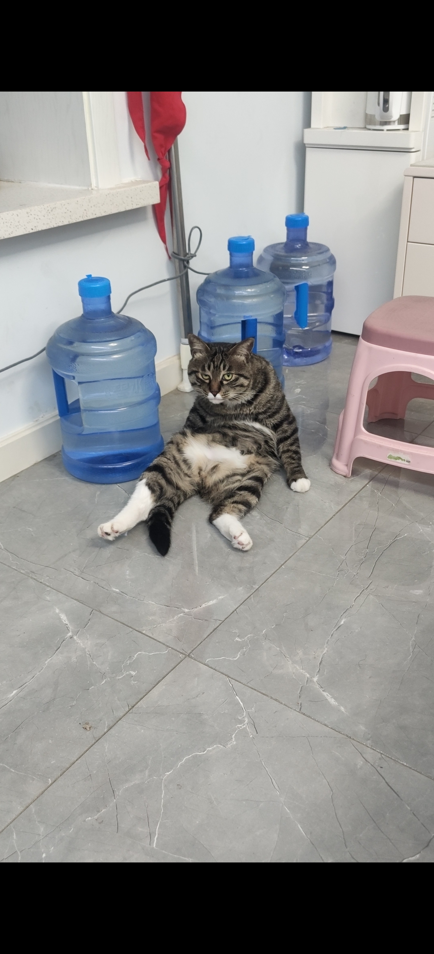 猫咪各种舔毛姿势,实在太优美了!