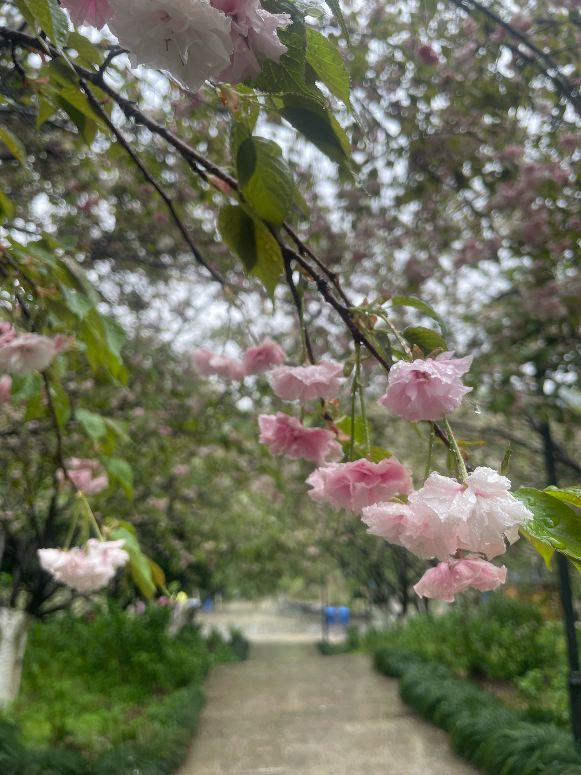 清明时节雨纷纷