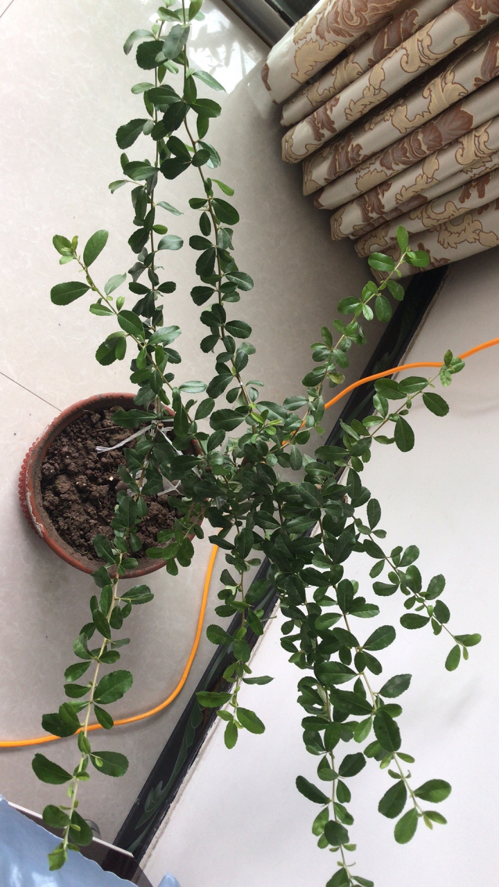 火棘枝条都这么长了,该怎么修剪?