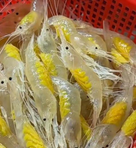 这透明的虾还是第一次见,你们知道这是什么品种的虾吗?