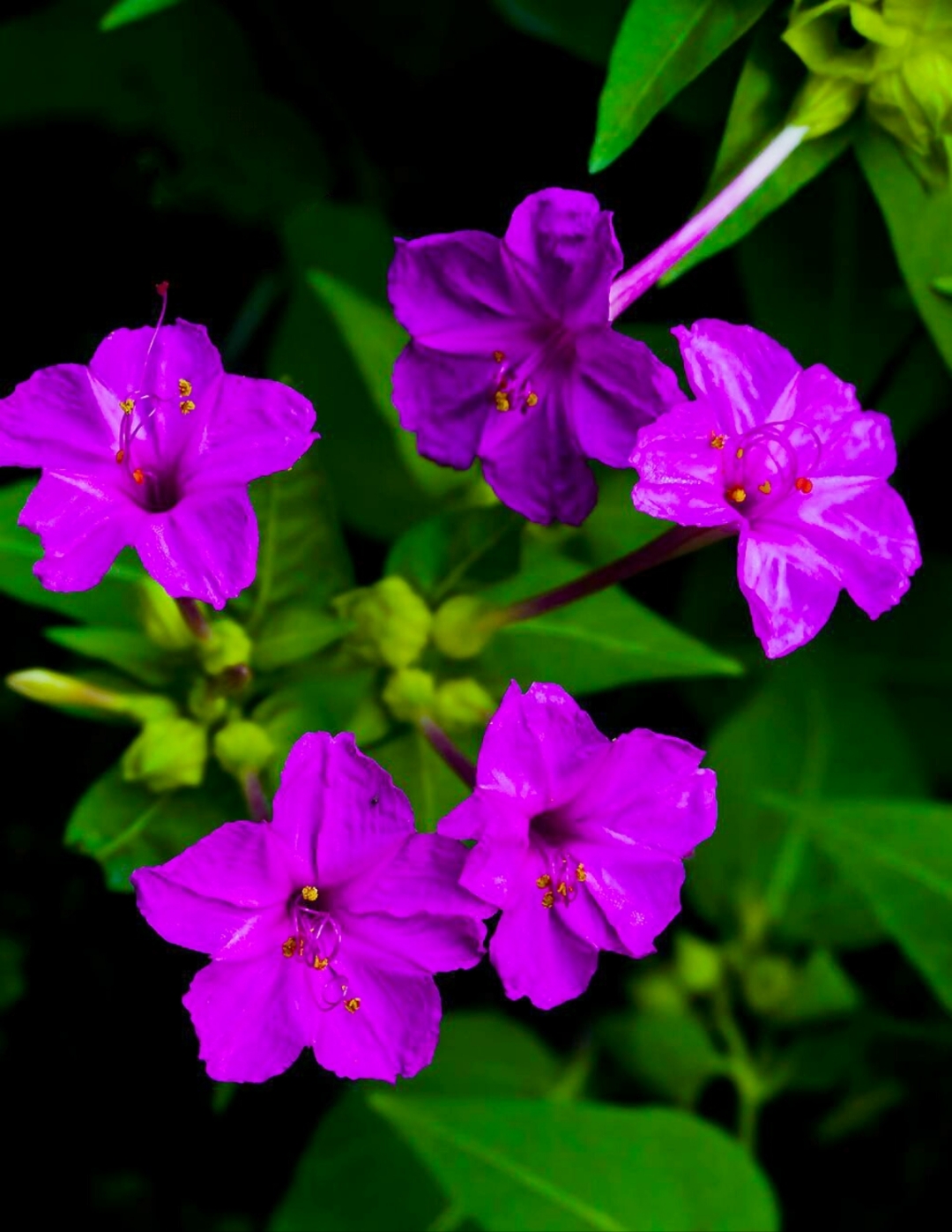 紫茉莉俗名有胭脂花,粉豆花,夜来香,状元花,野茉莉等
