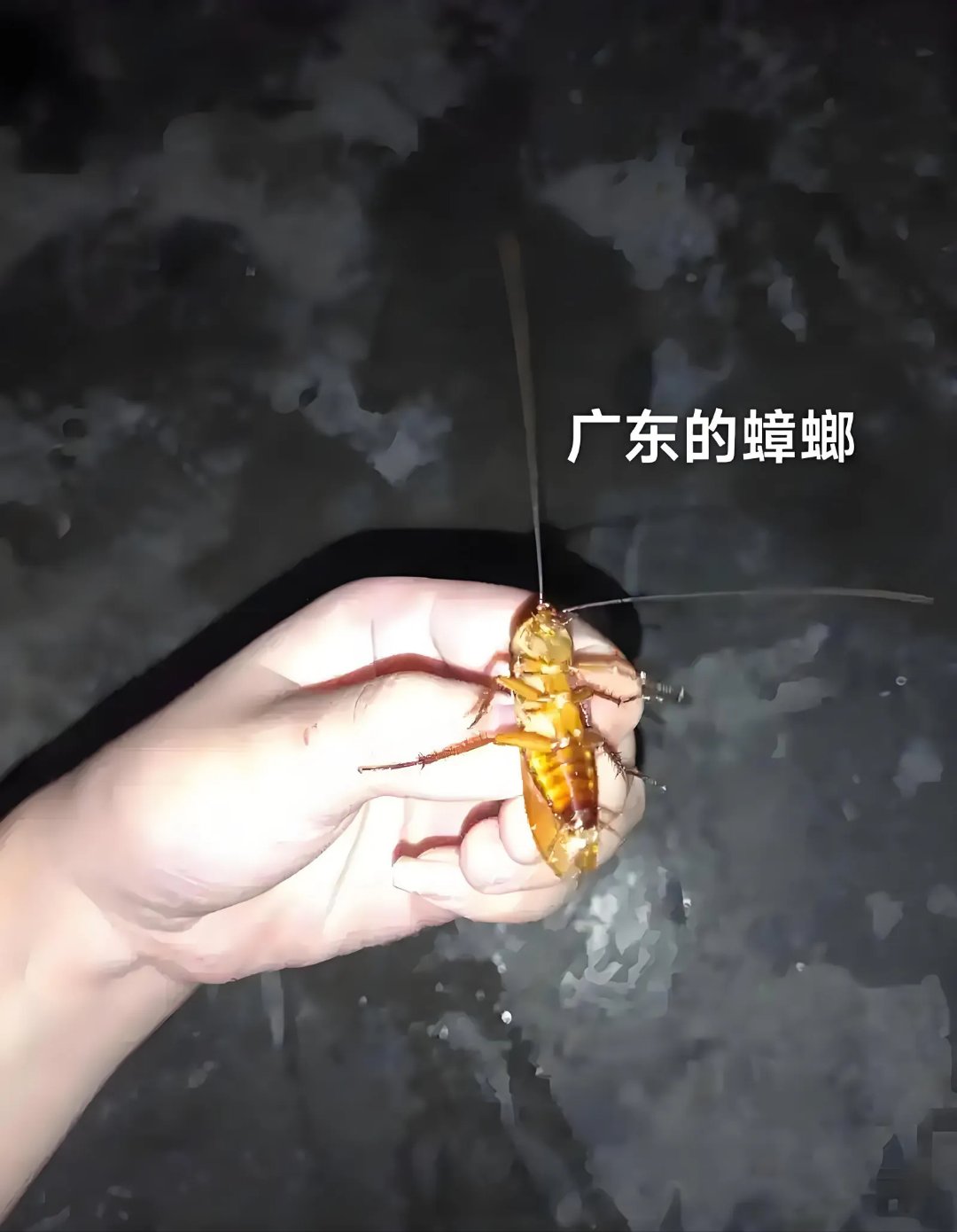 中科院动物博物馆馆长说:美洲大蠊,尤其是大家说的南方大蟑螂,走路时