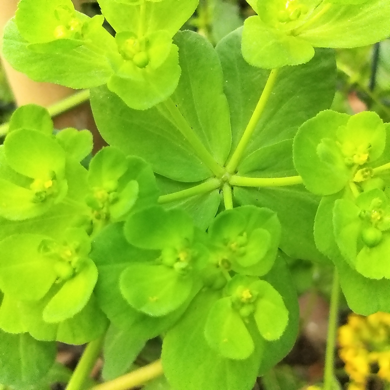 花草种植# 家乡的这种草俗称猫猫眼,是一种中药材,它具有消炎,镇咳