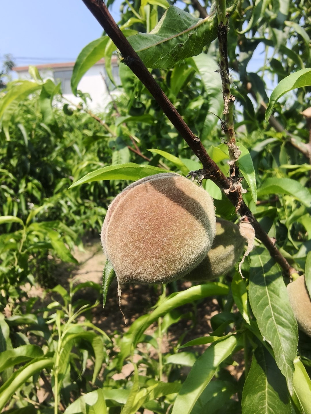 秋彤桃,一如既往的稳定,秋彤水蜜桃脆甜果香味浓郁,秋彤桃树苗种植后