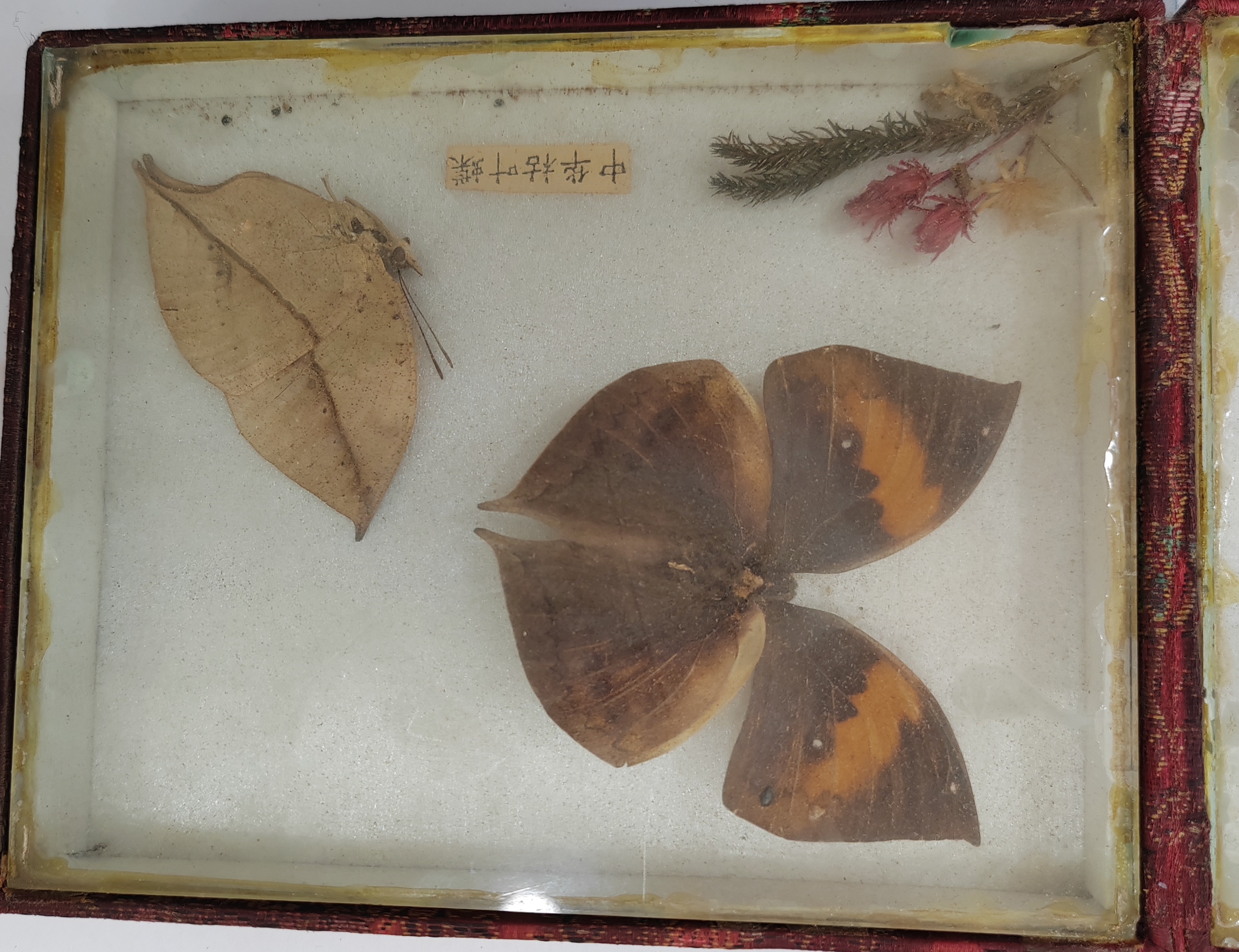 "中华枯叶蝶,静美如昔,岁月静好."寻有缘人收藏!