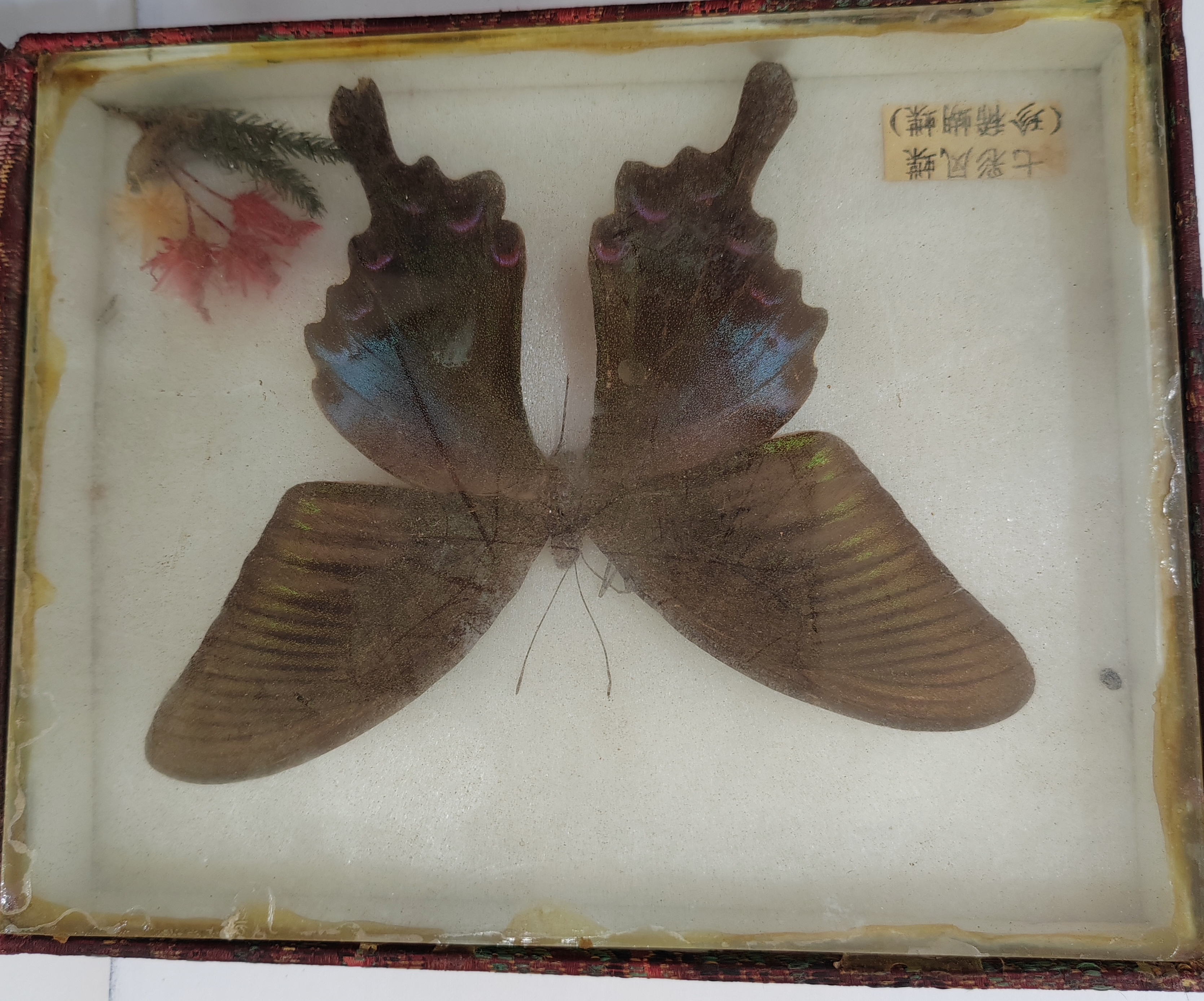 "中华枯叶蝶,静美如昔,岁月静好."寻有缘人收藏!