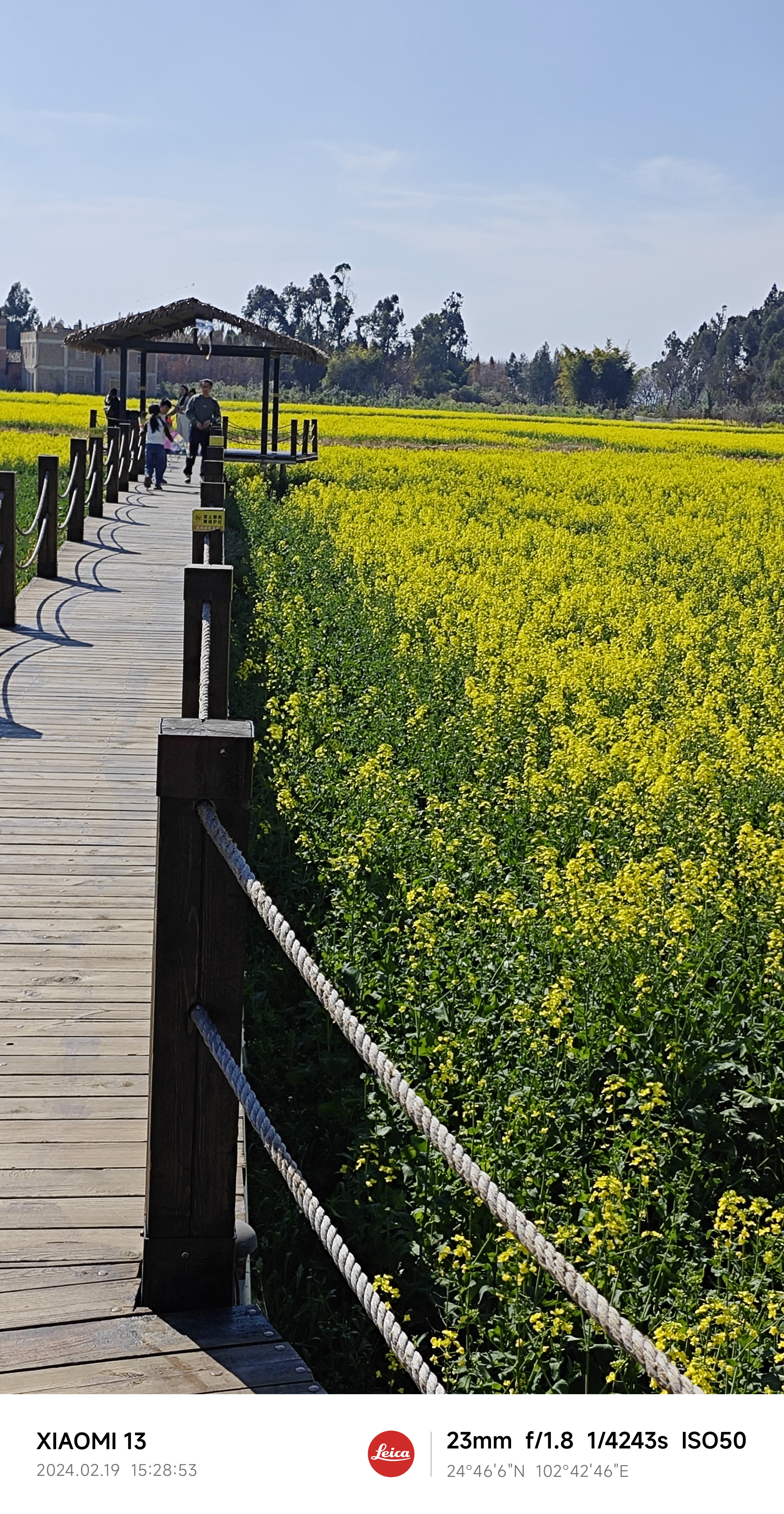 美丽乡村沙堤村的油菜花
