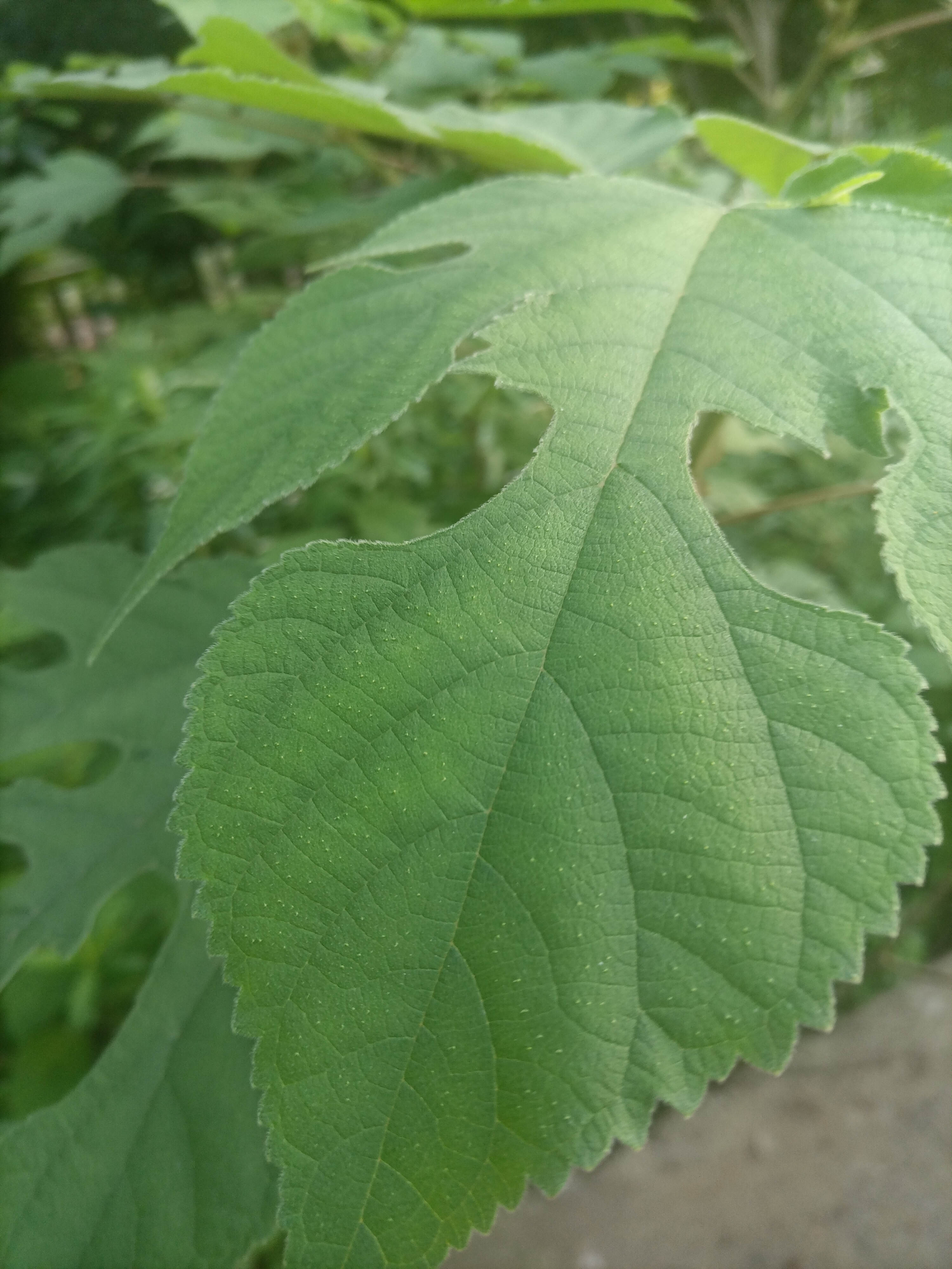 构树,也称楮树,楮桃子.