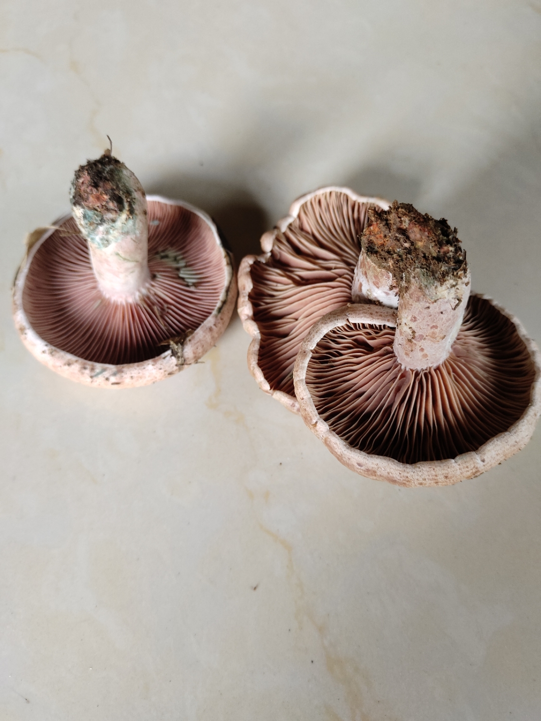 在湖南长沙,有一种珍稀野生菌,其价值直逼黄金,单价高昂至百元以上