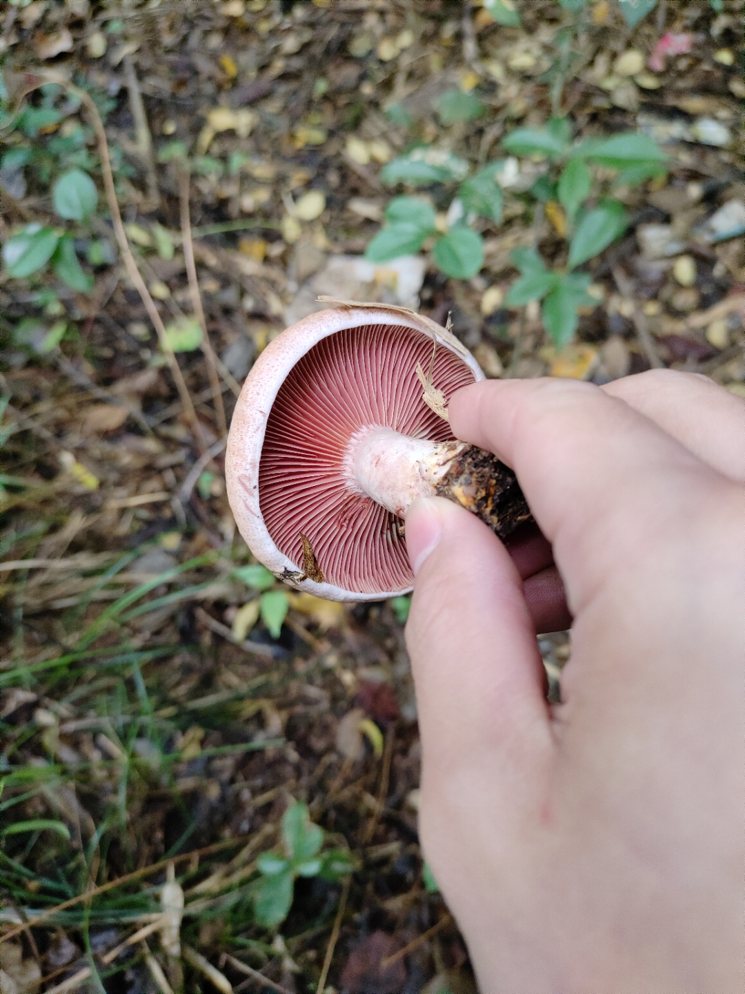 在湖南长沙,有一种珍稀野生菌,其价值直逼黄金,单价高昂至百元以上