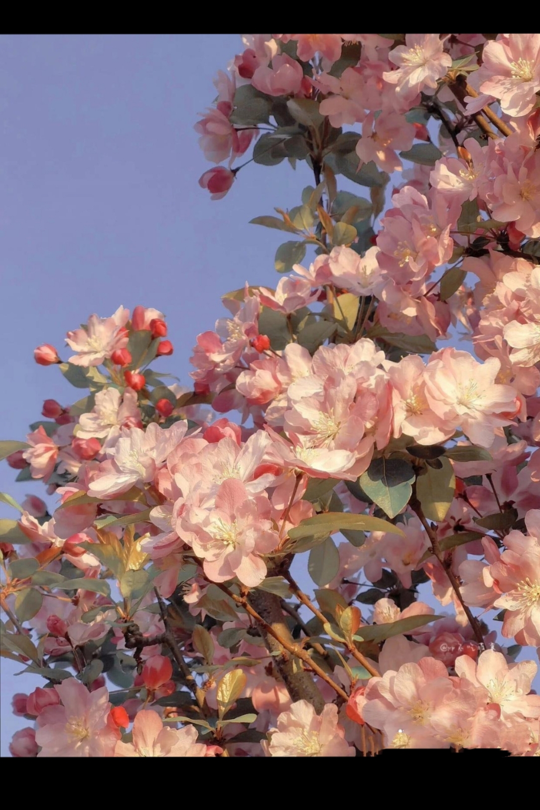 西府海棠又称晚夜玉衡,楚晚宁犹爱海棠.但海棠的花语是—苦恋.
